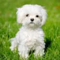 Maltese Dog on Random Best Dogs for Allergies