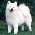Samoyed on Random Best Dogs for Allergies