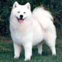 Samoyed on Random Very Best Dog Breeds