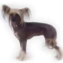 Chinese Crested Dog on Random Best Dogs for Allergies