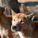 New Guinea Singing Dog on Random Wild Dog And Cat Species That Are Amazingly Rare