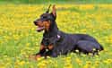 Dobermann on Random Dog Breeds Would Be Sorted Into Which Hogwarts Houses