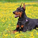 Dobermann on Random Dog Breeds Would Be Sorted Into Which Hogwarts Houses