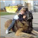 Leonberger on Random Best Dog Breeds for Families