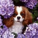 Cavalier King Charles Spaniel on Random Very Best Dog Breeds