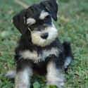 Miniature Schnauzer on Random Best Dog Breeds for Families