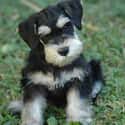Miniature Schnauzer on Random Best Dog Breeds for Families