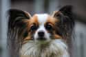 Papillon on Random Dog Breeds Would Be Sorted Into Which Hogwarts Houses