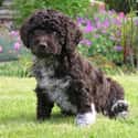 Spanish Water Dog on Random Best Dogs for Allergies