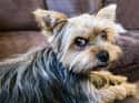 Yorkshire Terrier on Random Dog Breeds Would Be Sorted Into Which Hogwarts Houses
