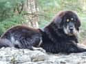 Tibetan Mastiff on Random Dog Breeds Would Be Sorted Into Which Hogwarts Houses