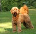 Goldendoodle on Random Best Dog Breeds for Families