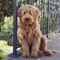 Labradoodle on Random Best Dogs for Allergies