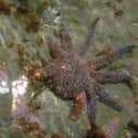 Sea star on Random Animals Can Survive Being Eaten Alive