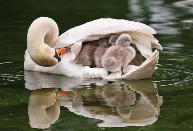 Mute Swan and Chicks