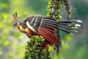 Hoatzin on Random Most Interesting Birds on Earth