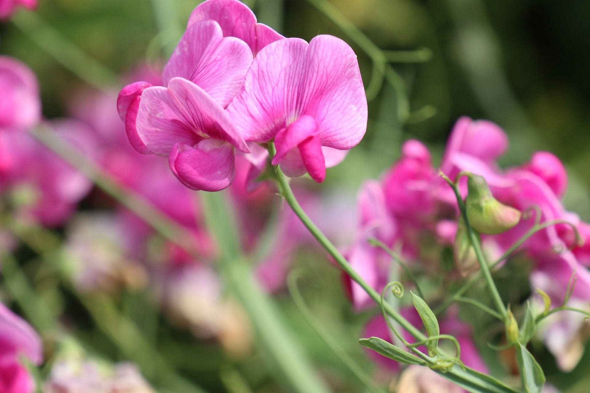 Alternative Flowers You Should Be Giving Besides Roses