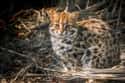 Leopard Cat on Random World's Most Beautiful Animals