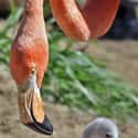Flamingo on Random Animals with the Cutest Babies