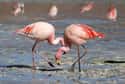 Flamingo on Random Animals That Can Change Their Color