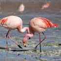 Flamingo on Random Animals That Can Change Their Color
