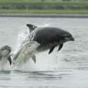Bottlenose Dolphin on Random Worst Dads In Animal Kingdom