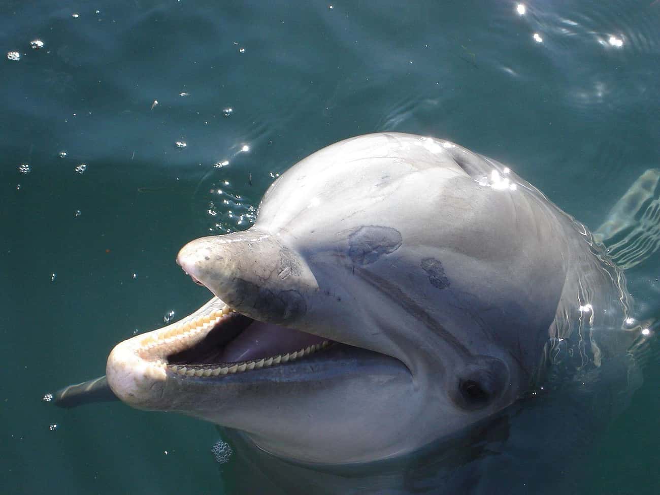 Bottlenose Dolphins Enjoy Causing Other Animals&#39; Painful Deaths