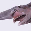 Goblin shark on Random Scariest Animals in the World