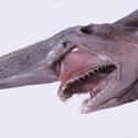 Goblin shark on Random Scariest Animals in the World