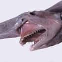Goblin shark on Random Gnarly Creatures That Have Adapted To Life On Ocean Floor