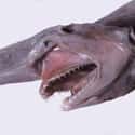 Goblin shark on Random Animals You Would Not Want To Be Reincarnated As