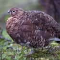 Willow Ptarmigan on Random Animals That Can Change Their Color