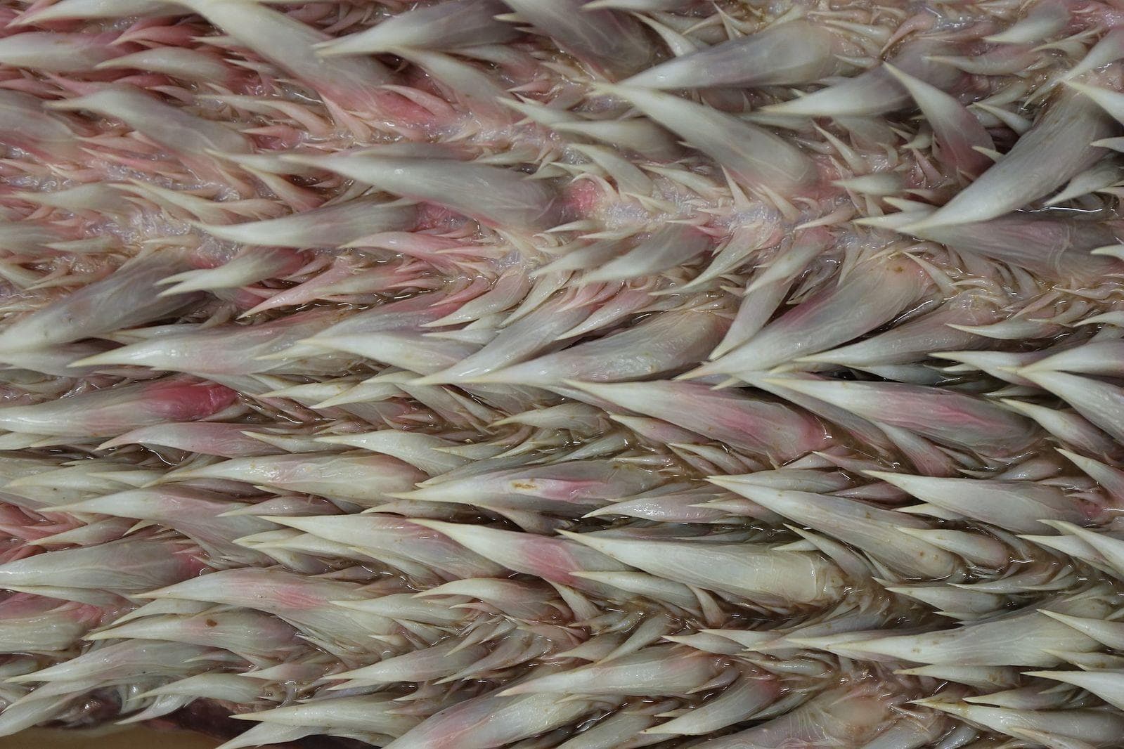 15 Terrifying Animal Mouths That Are Upsetting To Even Look At