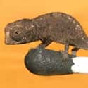 Brookesia on Random Insanely Cool Animals You Can Only Find In Madagascar