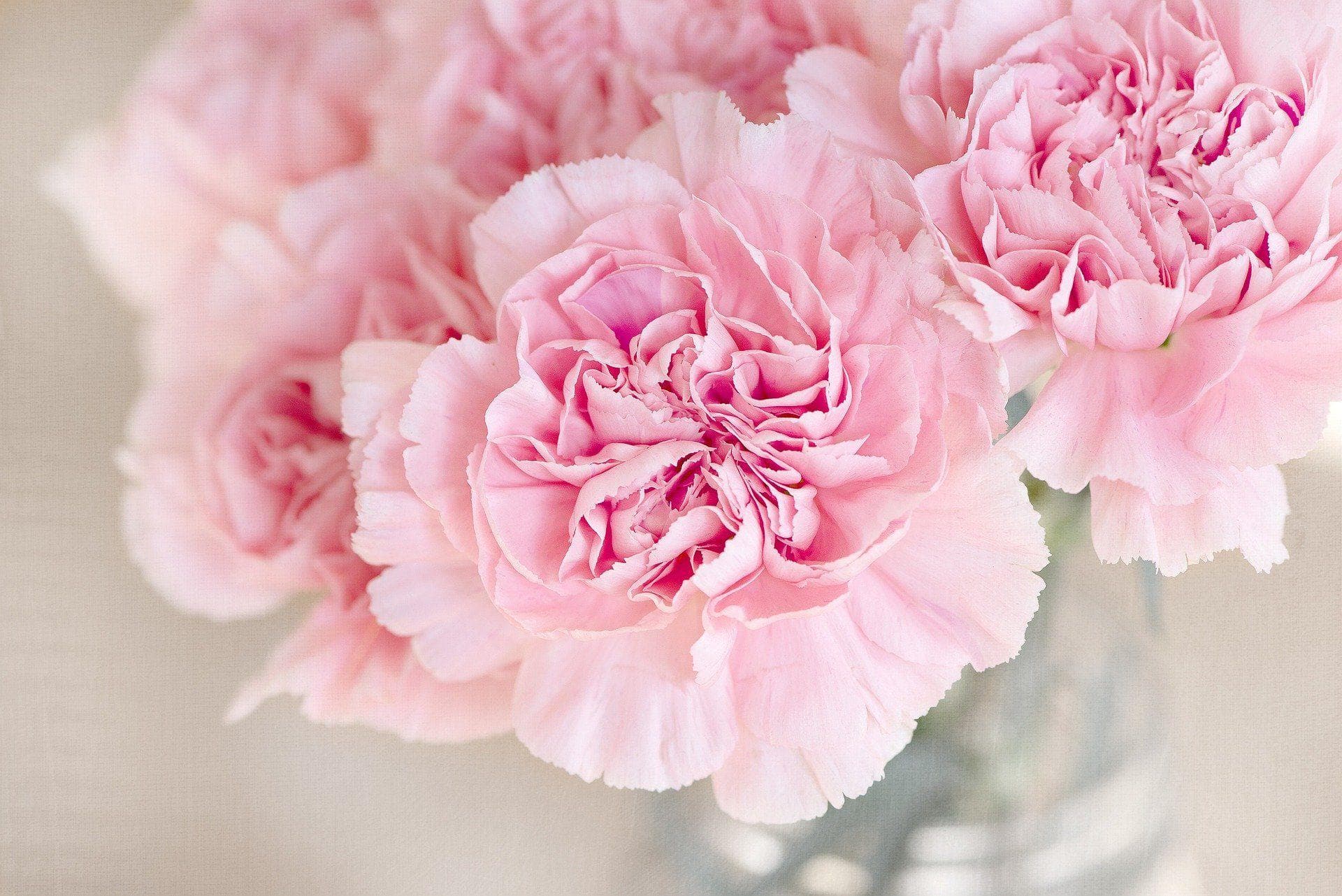 Alternative Flowers You Should Be Giving Besides Roses