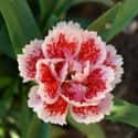 Carnation on Random Best Flowers to Give a Woman