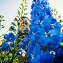 Delphinium on Random Best Flowers to Give a Woman