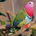 Fruit-dove on Random Cute, Bizarre, And Downright Weird Creatures You Probably Didn't Know Existed