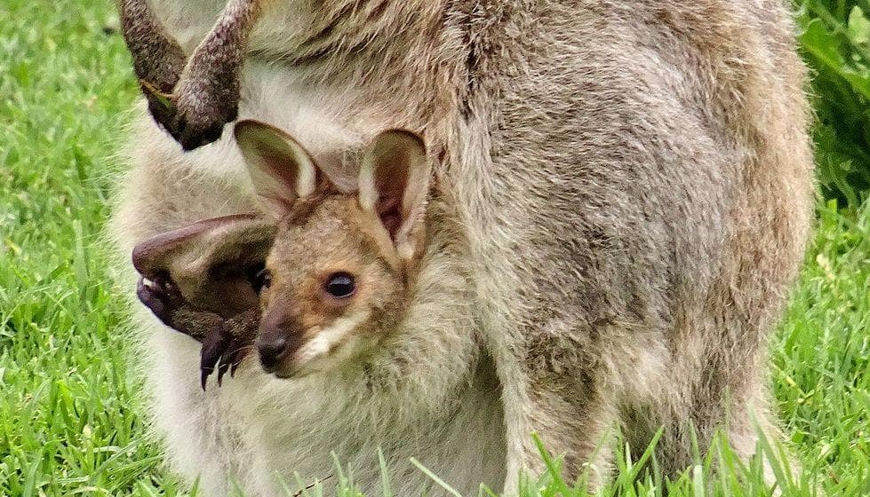 20 Super Creepy Animal Facts That Are Actually Pretty Upsetting