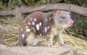 Quoll on Random Fascinating Facts You Probably Never Learned About Marsupials