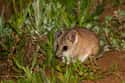Dunnart on Random Fascinating Facts You Probably Never Learned About Marsupials