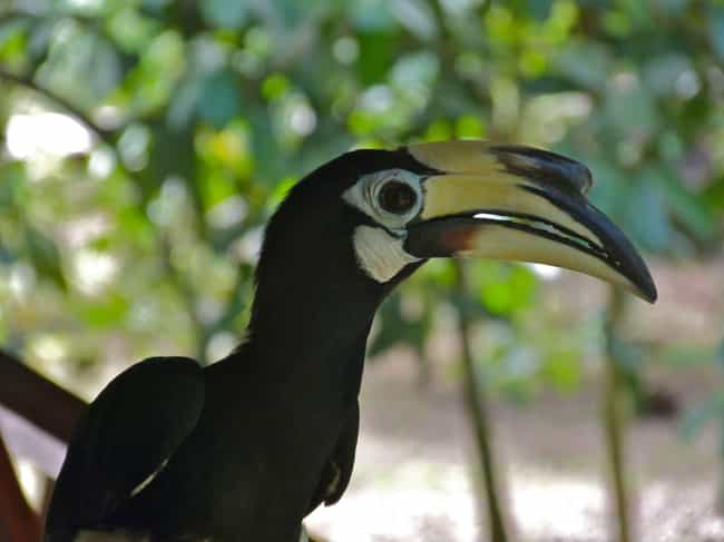 rhinoceros hornbill type of beak