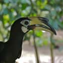 Oriental Pied-hornbill on Random Weirdest And Scariest Bird Beaks