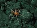 Sea spider on Random Crazy Animals Of Polar Regions That Couldn't Exist Anywhere Else