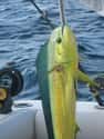 Mahi-mahi on Random Crazy Awesome Sea Creatures That Can Change Their Shape, Color, And Size