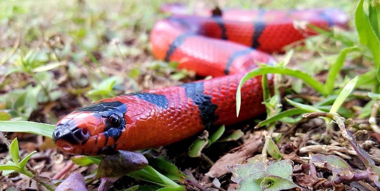 Red: The Honduran Milk Snake