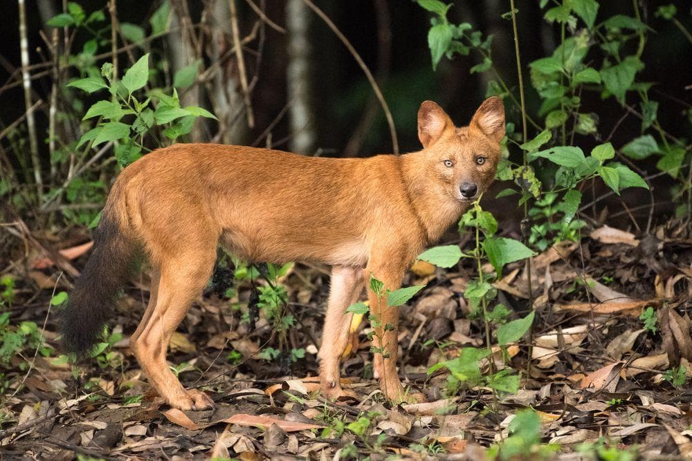 14 Spesies Anjing dan Kucing Langka di Dunia, Ada yang Mirip Rakun