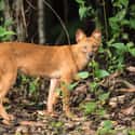 Dhole on Random Wild Dog And Cat Species That Are Amazingly Rare