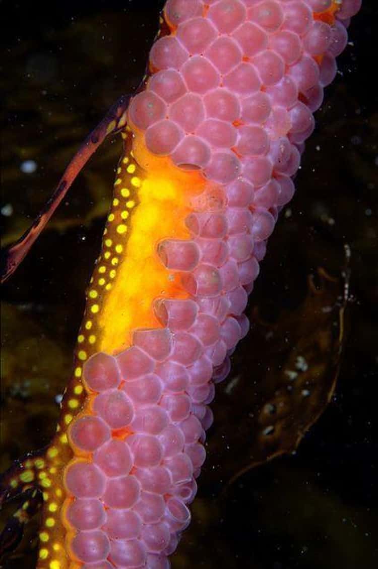 What Sea Creature Eggs Look Like (17 Photos)