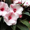 Impatiens on Random Best Flowers to Give a Woman